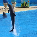 Marineland - Dauphins - 029